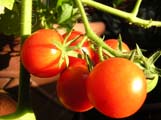 veg cherry tomato stock